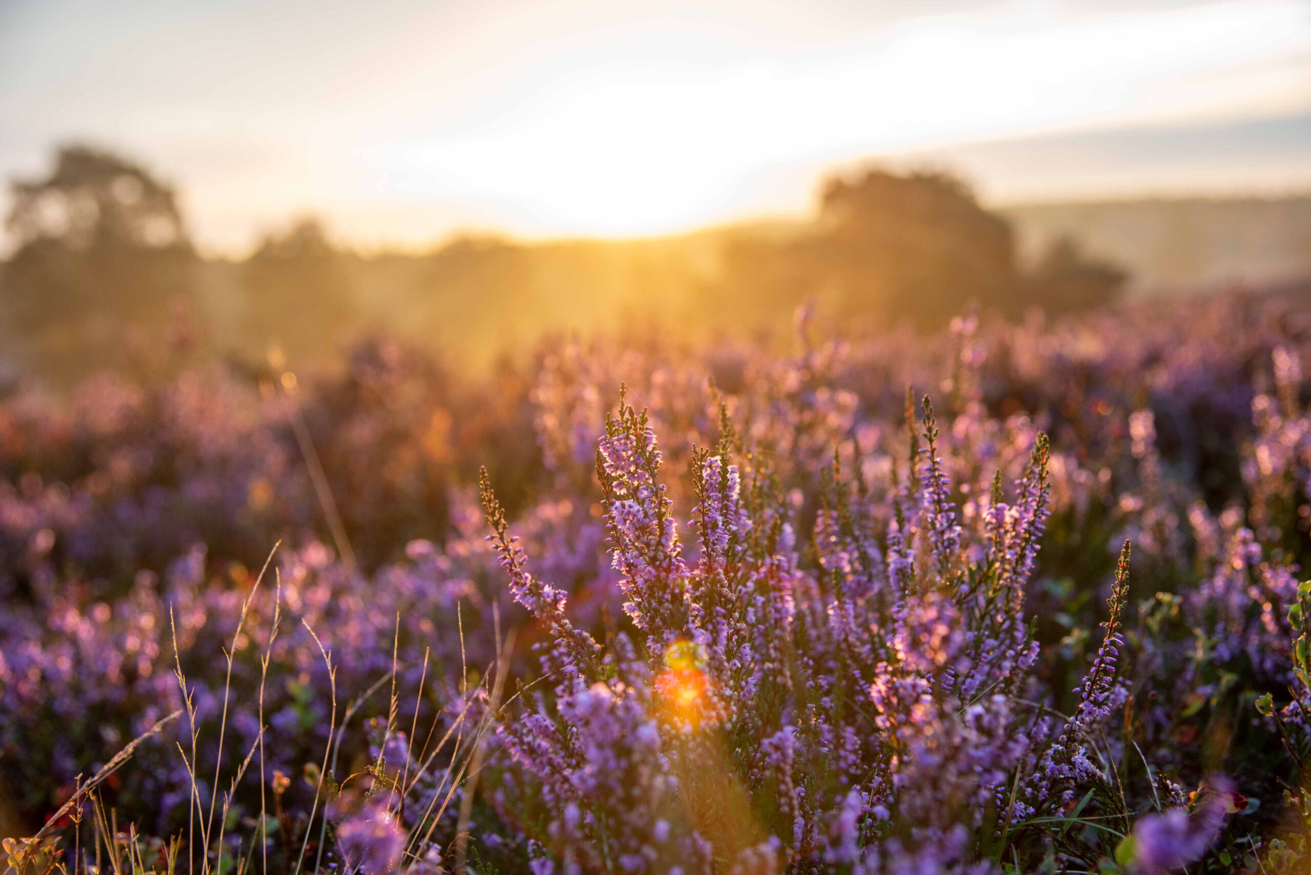 Sonnenaufgang Lüneburger Heide