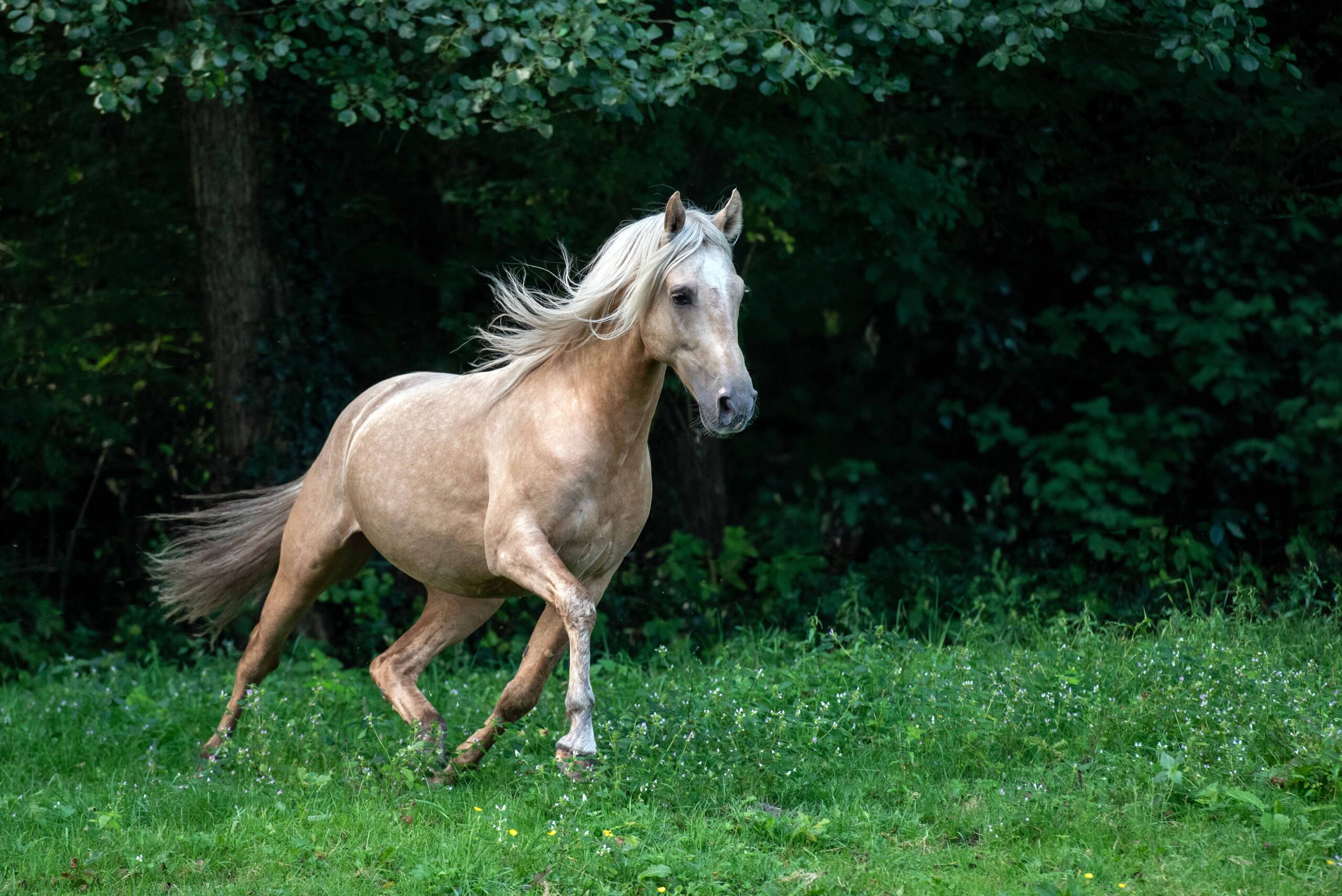 Mangalarga Marchador Isabell Hengst