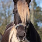 Karen Diehn Archivbild Rocky Mountain Horse